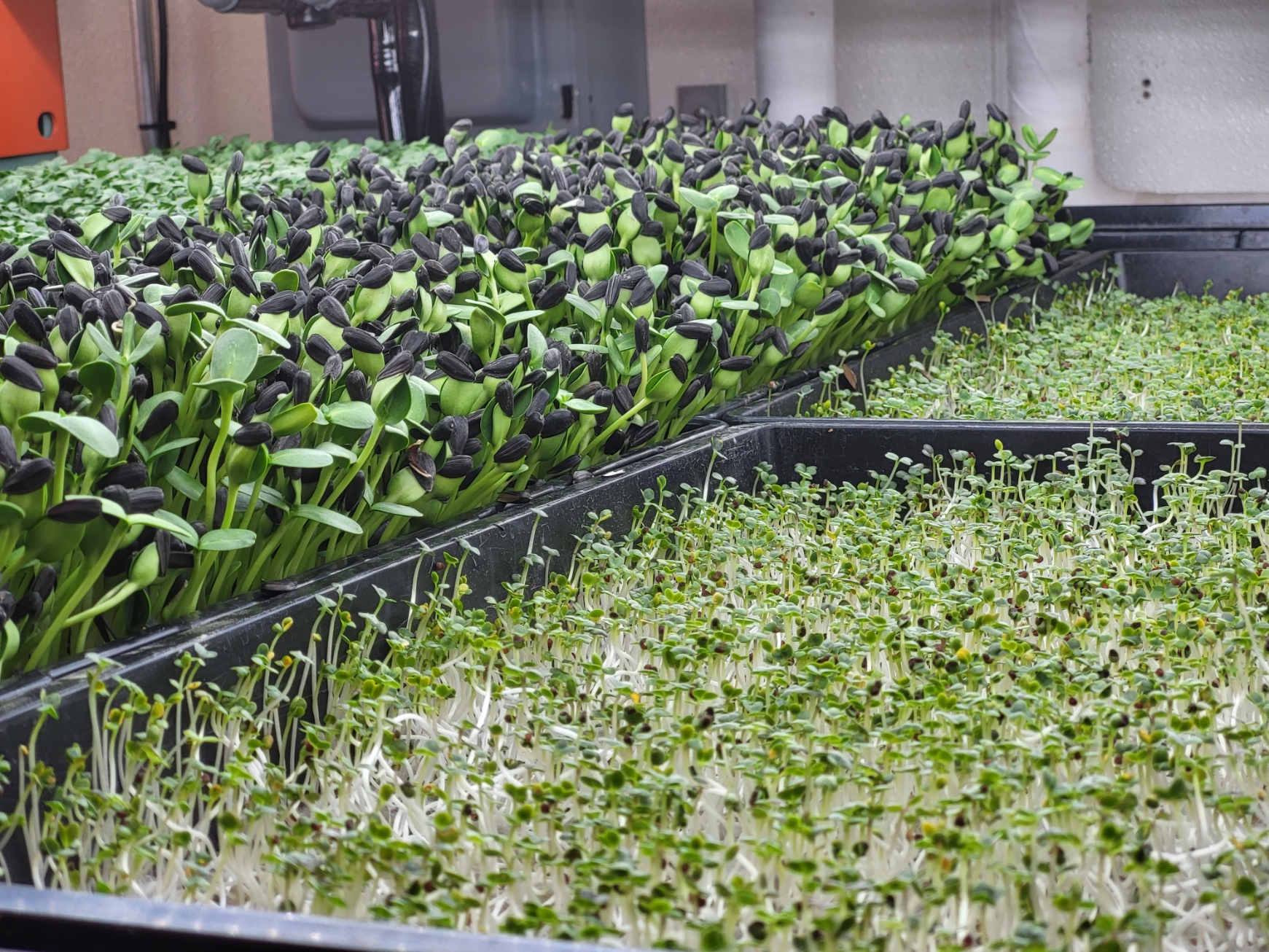 An indoor microgreen production.